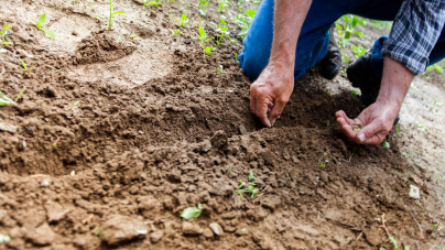 gardening idea